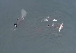 Le partage du repas filmé par drone. Crédit : Luis Aguilar, CETALAB
