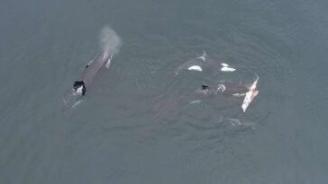 Le partage du repas filmé par drone. Crédit : Luis Aguilar, CETALAB