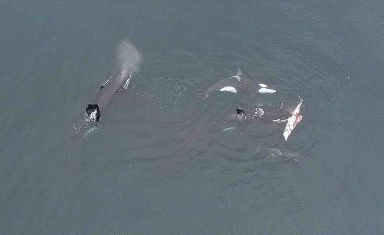 Des orques chassent un dauphin dans un lieu inédit et partagent le repas comme des humains 1 Le partage du repas filmé par drone. Crédit : Luis Aguilar, CETALAB