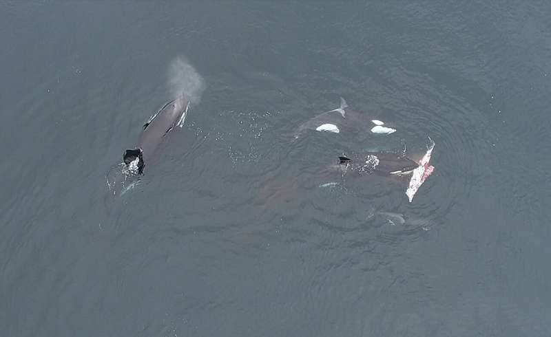Des orques chassent un dauphin dans un lieu inédit et partagent le repas comme des humains 2 Le partage du repas filmé par drone. Crédit : Luis Aguilar, CETALAB