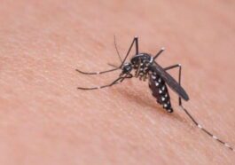 Dengue