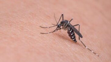 Des scientifiques alertent sur le risque de la Dengue, affecte les destinations de vacances en Europe 24 Dengue