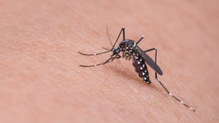 Des scientifiques alertent sur le risque de la Dengue, affecte les destinations de vacances en Europe 2 Dengue