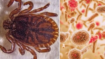Une tique Haemaphysalis concinna qui peut transmettre le virus des zones humides (WELV), le nouveau virus découvert en Chine / Crédit : Wikipedia/IStock