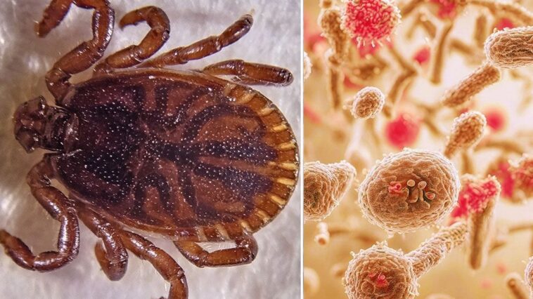 En Chine, découverte d'un nouveau virus transmis par des tiques, il peut toucher le cerveau : premier cas à Jinzhou 1 Une tique Haemaphysalis concinna qui peut transmettre le virus des zones humides (WELV), le nouveau virus découvert en Chine / Crédit : Wikipedia/IStock