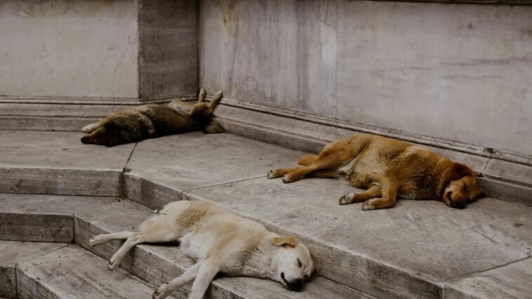 En Turquie, les manifestations explosent contre la "loi du massacre" pour éliminer les chiens errants : que prévoit-elle 1 Image