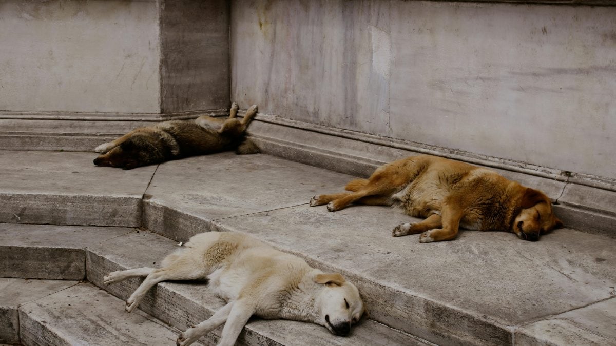 En Turquie, les manifestations explosent contre la "loi du massacre" pour éliminer les chiens errants : que prévoit-elle 2 Image