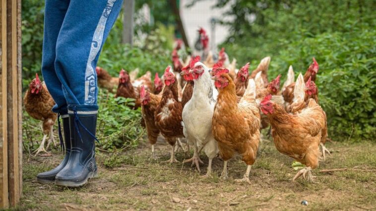 Homme infecté par le virus de la grippe aviaire sans contacts avec des animaux malades comment est-ce possible 1 Image