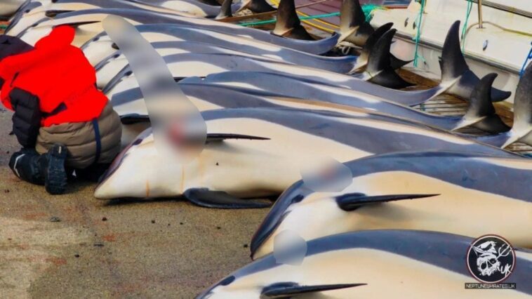 Horrible massacre de dauphins aux Féroés, 150 tués à coups de couteau : la mer se teint de sang rouge 1 Une partie des dauphins massacrés aux îles Féroé le 7 septembre 2024. Crédit : Captain Paul Watson Foundation UK / Facebook