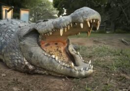Henry, le crocodile vivant le plus vieux du monde / Crédit : Printscreen/Youtube