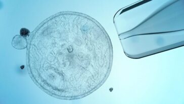 Les cellules souches (comme celle en photo) peuvent être utilisées pour faire croître n'importe quel type de tissu et peuvent être cultivées en laboratoire, ce qui signifie qu'elles offrent potentiellement une source illimitée de n'importe quel type de cellules : en utilisant les cellules d'une personne, d'abord converties en souches puis reprogrammées pour produire de l'insuline, les chercheurs expérimentent un traitement pour le diabète / Photo Credit: iStock