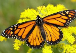 Les papillons utilisent une charge électrique pour ramasser le pollen sans toucher les fleurs 13 Papillon, qui utilise une charge électrique pour recueillir le pollen sans toucher les fleurs