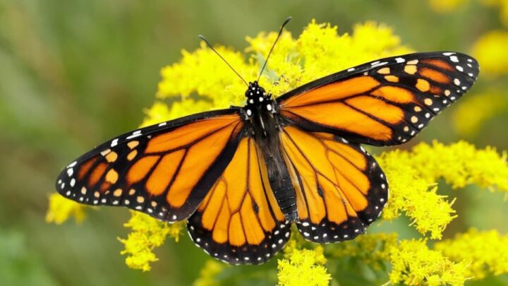 Les papillons utilisent une charge électrique pour ramasser le pollen sans toucher les fleurs 2 Papillon, qui utilise une charge électrique pour recueillir le pollen sans toucher les fleurs
