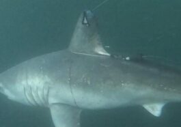Un requin marteau avec balise satellitaire. Crédit : Jon Dodd
