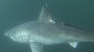 L'exécution d'un requin enregistrée par un dispositif montre une interaction jamais documentée auparavant 16 Un requin marteau avec balise satellitaire. Crédit : Jon Dodd