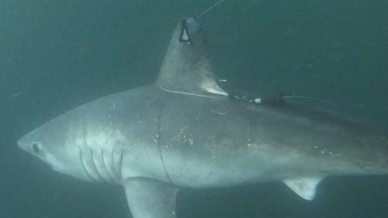 L'exécution d'un requin enregistrée par un dispositif montre une interaction jamais documentée auparavant 1 Un requin marteau avec balise satellitaire. Crédit : Jon Dodd