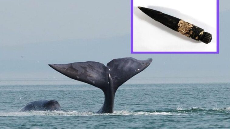 L'histoire de la baleine trouvée avec une flèche vieille de plus de 100 ans : d'où vient-elle ? 1 Image