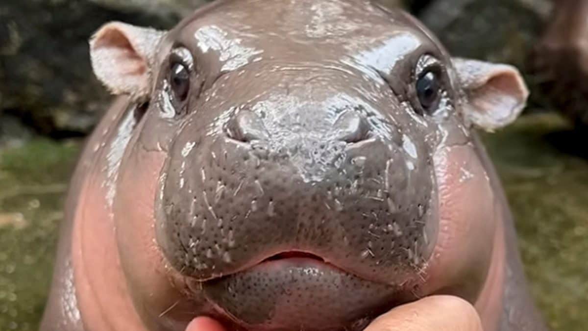 Moo Deng est un bébé hippopotame : si tu aimes sa tête, il y a une raison très scientifique 2 Image