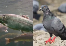 Truites mortes qui nagent, pigeons tueurs et vers ivres : les prix Ig Nobel pour les études les plus étranges 36 Pigeons Kamikazes Et Vers Ivres Remportent Des Prix Ig Nobel Pour Des Sciences Insolites