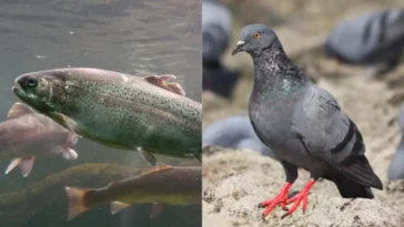 Pigeons Kamikazes Et Vers Ivres Remportent Des Prix Ig Nobel Pour Des Sciences Insolites