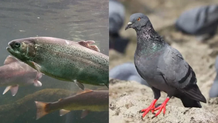 Truites mortes qui nagent, pigeons tueurs et vers ivres : les prix Ig Nobel pour les études les plus étranges 1 Pigeons Kamikazes Et Vers Ivres Remportent Des Prix Ig Nobel Pour Des Sciences Insolites