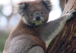 Pourquoi en Australie les koalas confondent les poteaux électriques avec des arbres : ainsi ils risquent de disparaître 11 Image