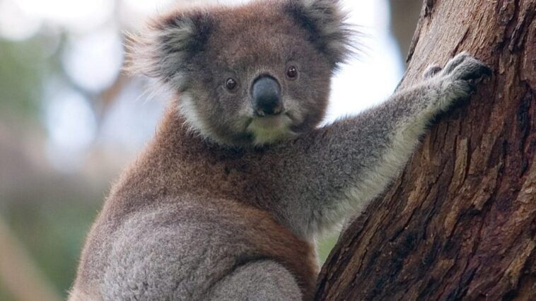Pourquoi en Australie les koalas confondent les poteaux électriques avec des arbres : ainsi ils risquent de disparaître 1 Image