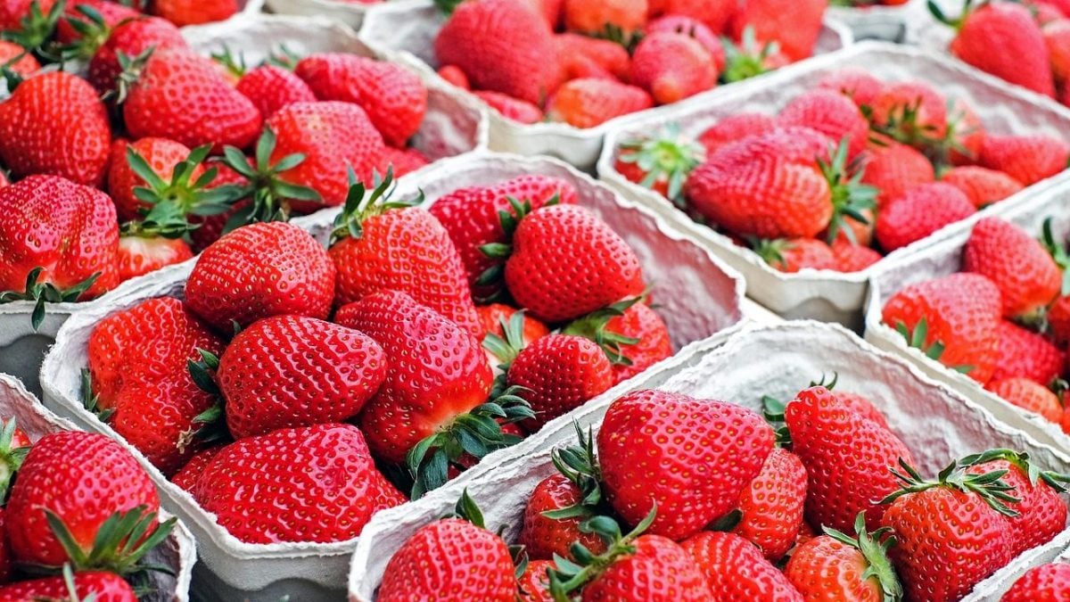 Pourquoi les fraises que vous achetez au supermarché ne sont pas de vrais fruits 2 Image
