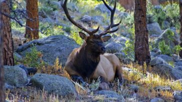 Pourquoi les rangers de Yellowstone ont recommandé aux visiteurs de rester éloignés des cerfs 21 Image