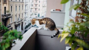 Pourquoi Un Chat Qui Tombe Du Quatrième étage A Moins De Chances De Survivre Qu'un Qui Tombe Du Huitième