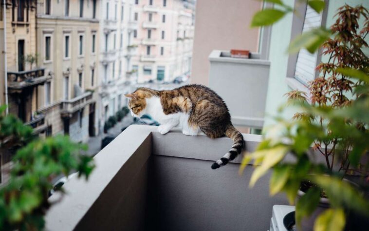 Pourquoi un chat qui tombe du quatrième étage a moins de chances de survivre qu'un qui tombe du huitième 1 Pourquoi Un Chat Qui Tombe Du Quatrième étage A Moins De Chances De Survivre Qu'un Qui Tombe Du Huitième