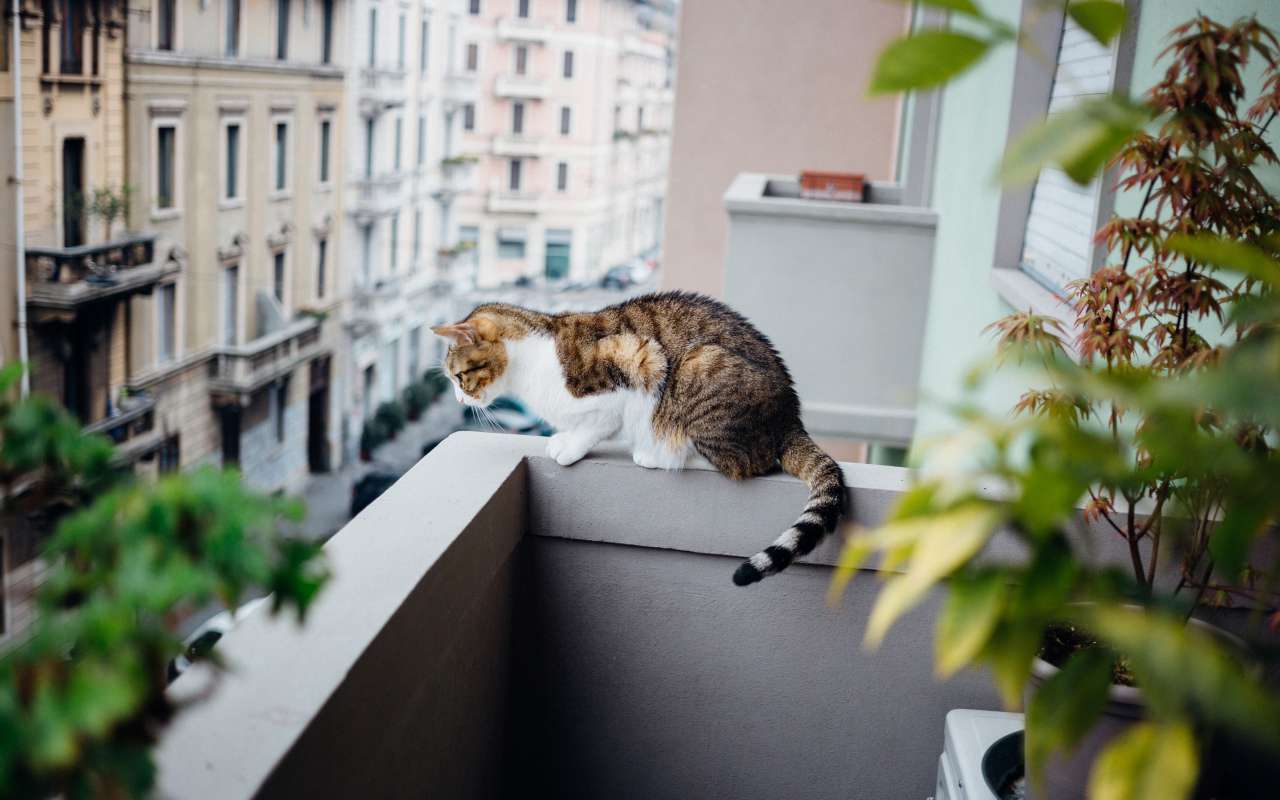 Pourquoi un chat qui tombe du quatrième étage a moins de chances de survivre qu'un qui tombe du huitième 93 Pourquoi Un Chat Qui Tombe Du Quatrième étage A Moins De Chances De Survivre Qu'un Qui Tombe Du Huitième