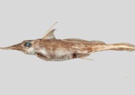 La nuova specie di chimera o squalo fantasma. Credit: NIWA