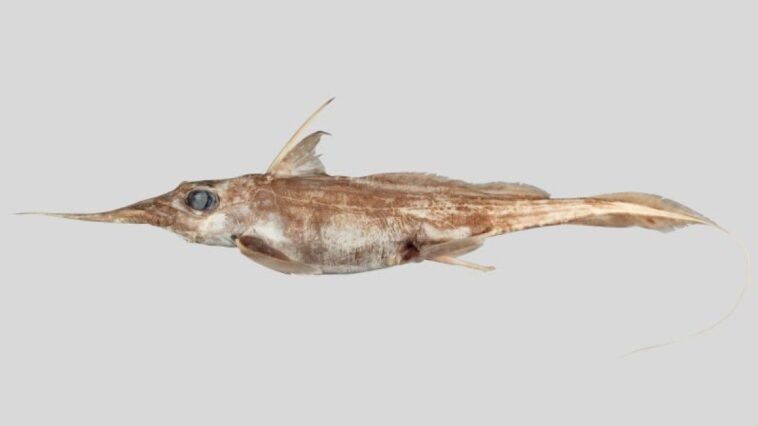 Rare espèce de requin fantôme découverte au large de la Nouvelle-Zélande : "Il est couleur chocolat" 1 La nuova specie di chimera o squalo fantasma. Credit: NIWA