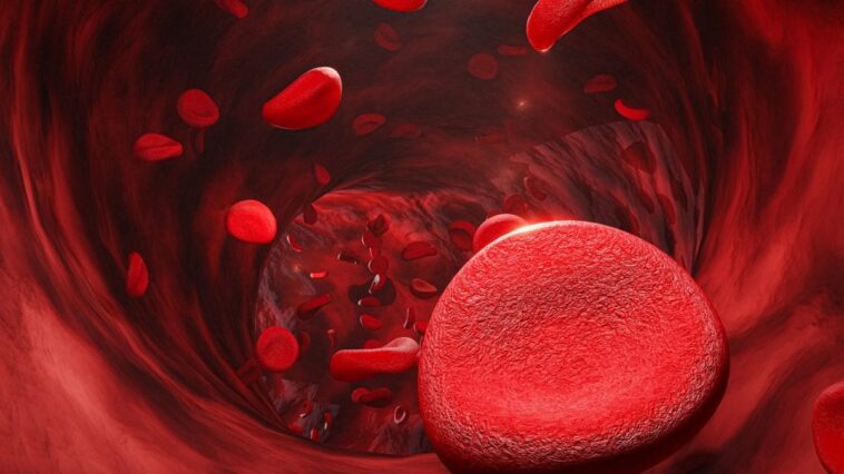 Résolu le mystère du nouveau groupe sanguin MAL, après 50 ans des transfusions plus sûres 1 Image