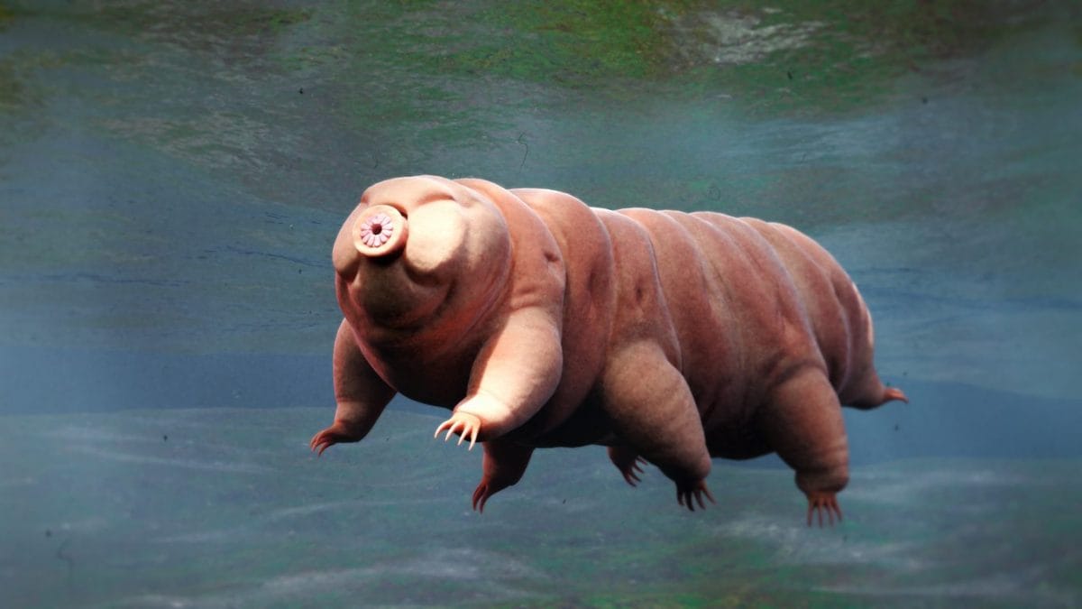 Des microplastiques trouvés dans des milliers d'animaux marins, sauf chez les tardigrades : pourquoi sont-ils « immunisés » 2 Représentation d'un tardigrade