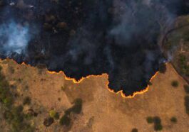 Un réseau de satellites pour détecter les incendies de forêt n'importe où dans le monde : le plan ambitieux que Google a déjà mis en place