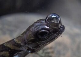 Un jeune mâle d'Anolis aquaticus qui respire sous l'eau dans un ruisseau de Coto Brus, Costa Rica / Crédit : Lindsey Swierk.
