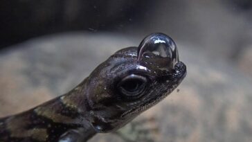 Un jeune mâle d'Anolis aquaticus qui respire sous l'eau dans un ruisseau de Coto Brus, Costa Rica / Crédit : Lindsey Swierk.