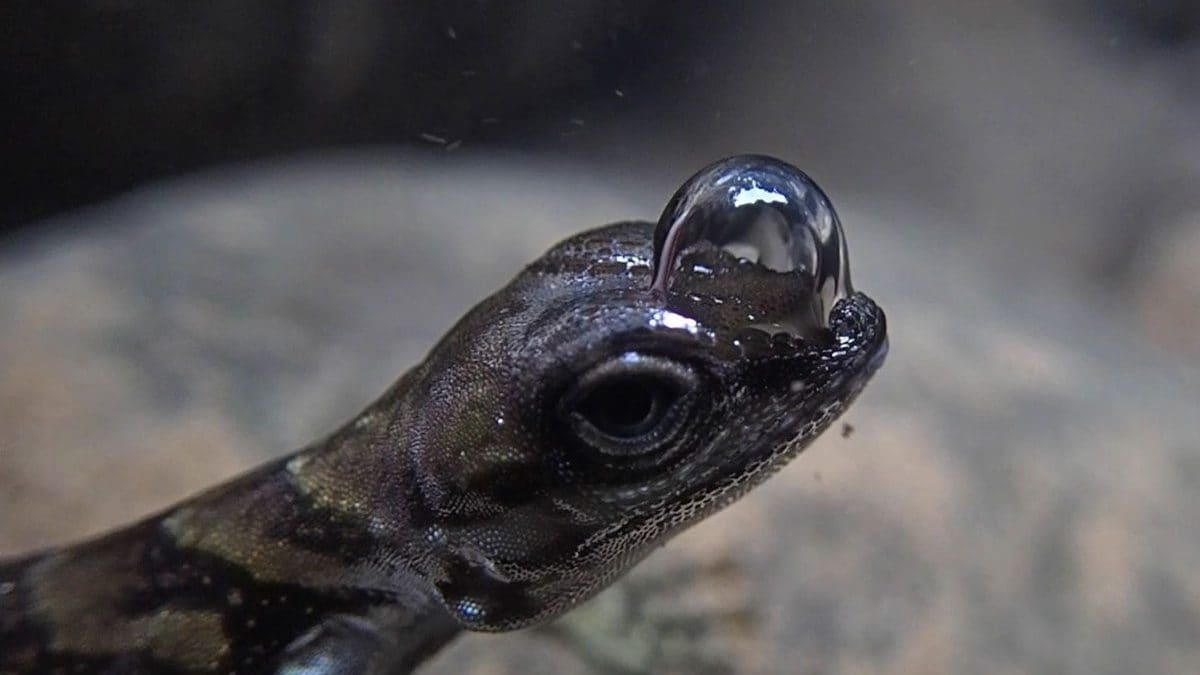 Utilise une bulle d'air pour respirer sous l'eau : l'astuce d'un lézard tropical dévoilée 2 Un jeune mâle d'Anolis aquaticus qui respire sous l'eau dans un ruisseau de Coto Brus, Costa Rica / Crédit : Lindsey Swierk.