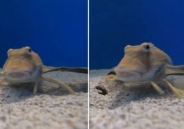 Voici le rouge-gorge de mer, le poisson avec des jambes qui étonne les scientifiques : “Il les utilise pour goûter ses proies” 82 Ecco il pettirosso di mare, il pesce con le zampe che stupisce gli scienziati: “Le usa per assaggiare le prede”