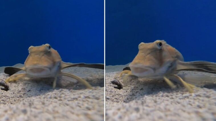Voici le rouge-gorge de mer, le poisson avec des jambes qui étonne les scientifiques : “Il les utilise pour goûter ses proies” 1 Ecco il pettirosso di mare, il pesce con le zampe che stupisce gli scienziati: “Le usa per assaggiare le prede”