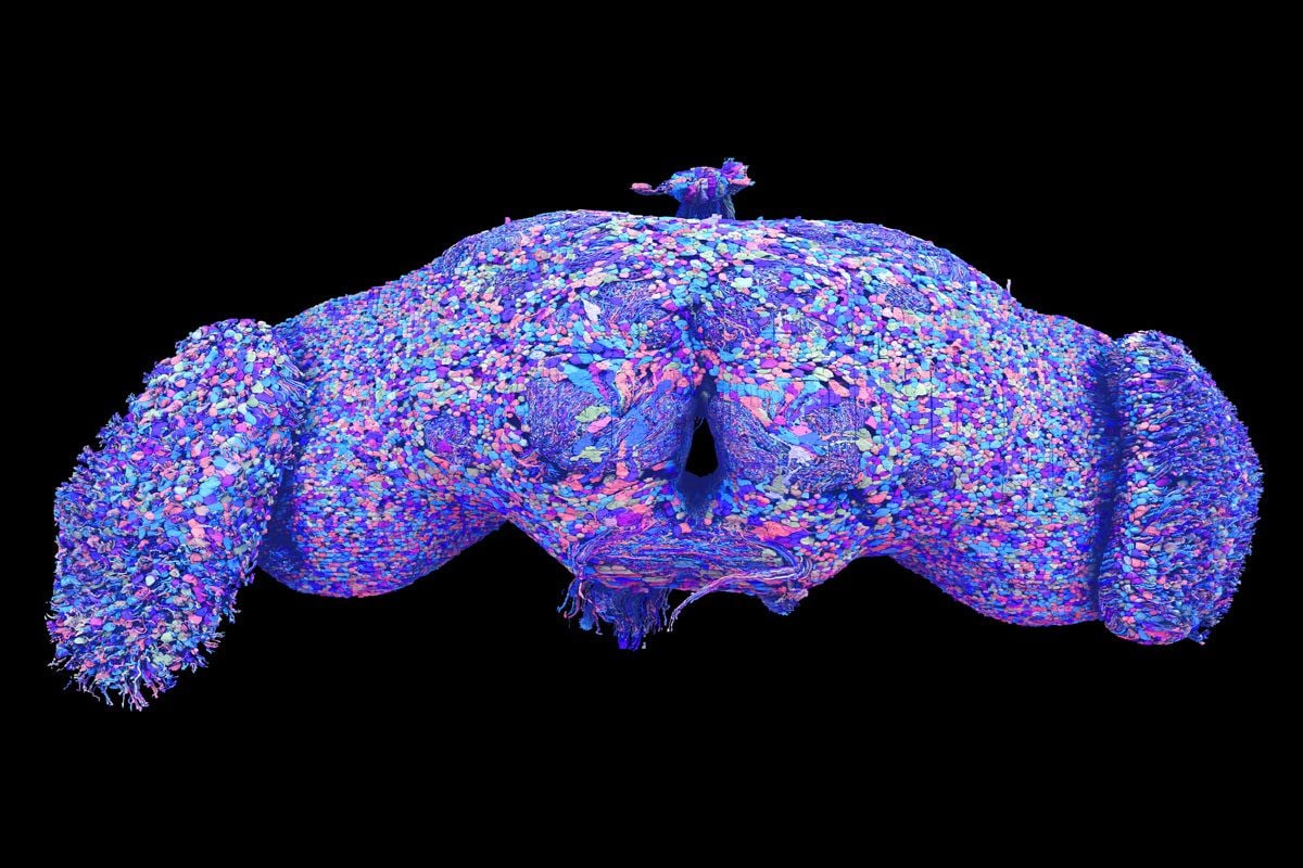 Le cerveau comme sur Google Maps, la carte du réseau neuronal qui peut nous aider à comprendre comment il fonctionne 3 Les chercheurs ont classé plus de 8 400 types différents de cellules / Crédit : Tyler Sloan pour FlyWire, Princeton University