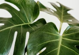 Artificial plant purifies indoor air and doubles as a power source for small electronics