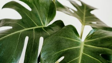 Une plante artificielle purifie l'air intérieur et fait office de source d'énergie pour les petits appareils électroniques 2 Artificial plant purifies indoor air and doubles as a power source for small electronics