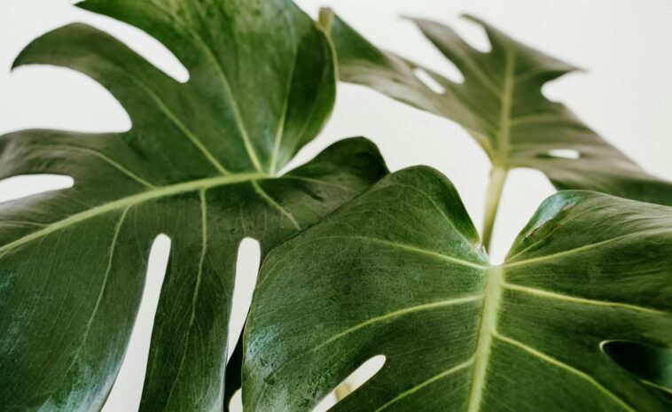 Une plante artificielle purifie l'air intérieur et fait office de source d'énergie pour les petits appareils électroniques 1 Artificial plant purifies indoor air and doubles as a power source for small electronics
