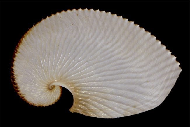 Rarissime argonaute observé dans le détroit de Messine : les images de l'animal magnifique et mystérieux 4 Oothèque d'argonauta. Crédits : Mgiganteus1