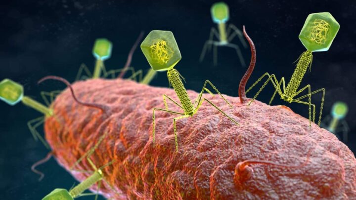 Des brosses à dents abritent des virus « différents de tout ce que nous avons déjà vu » 3 Virus Phage
