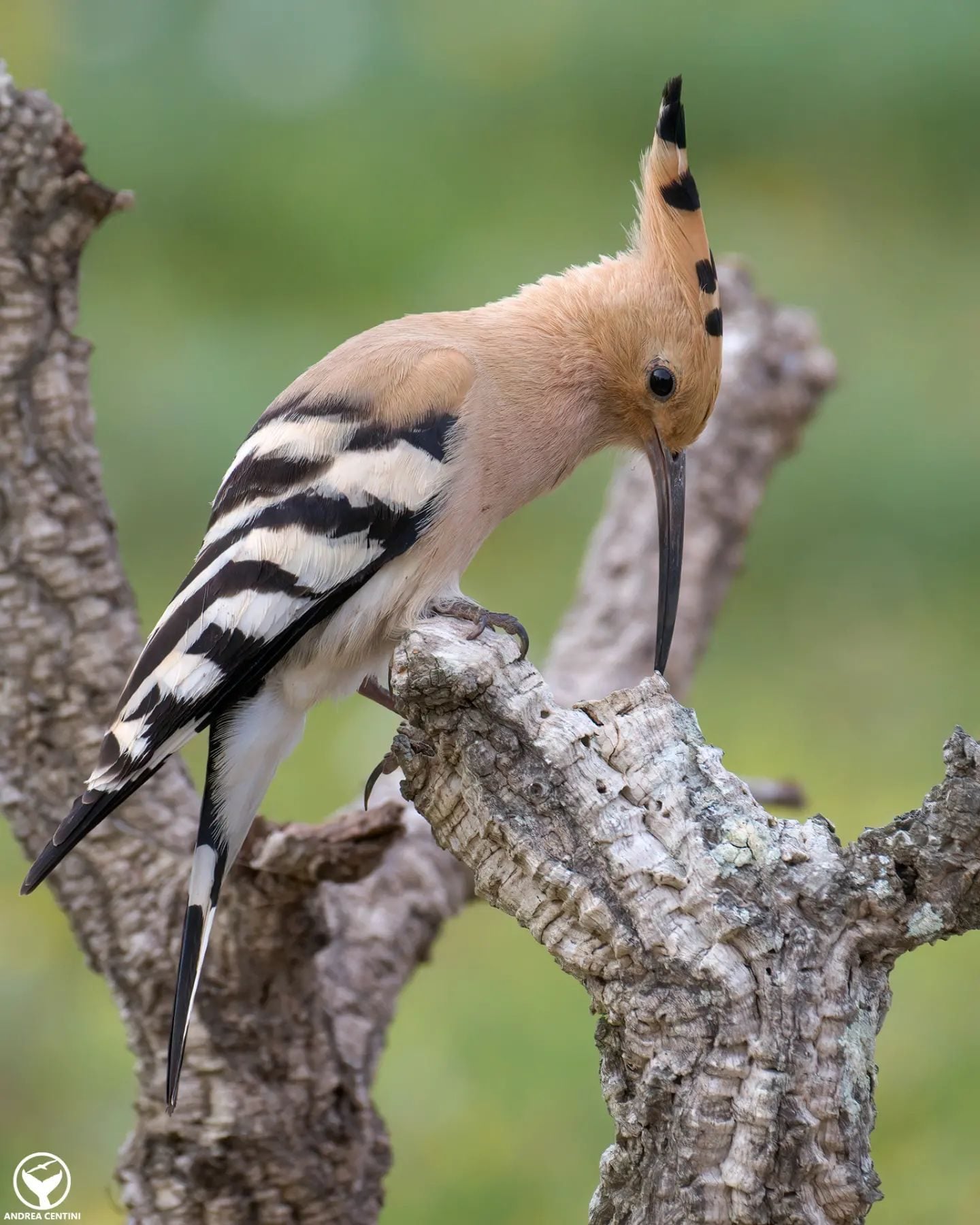 Si les oiseaux te paraissent agités en ce moment, ne t'étonne pas : c'est la Zugunruhe 3 Huppe. Crédit : Andrea Centini