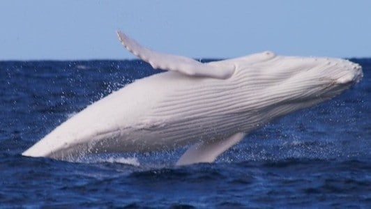 Rarissime chiot de baleine à bosse blanc aperçu à Tonga : les superbes images de la baleine Mãhina 3 Miniature vidéo